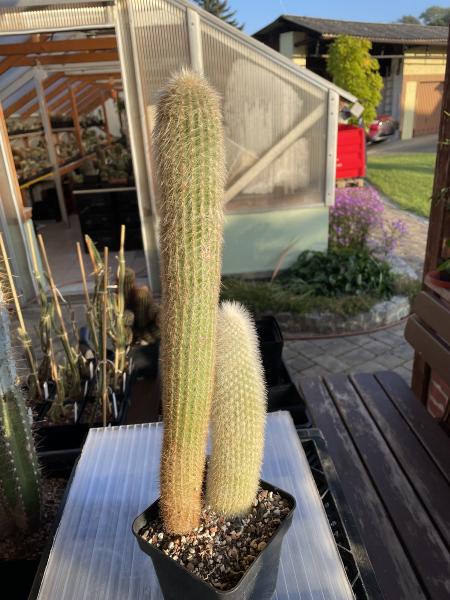 Austrocephalocereus dybowskii HU160